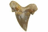 Serrated Sokolovi (Auriculatus) Shark Tooth - Dakhla, Morocco #321871-1